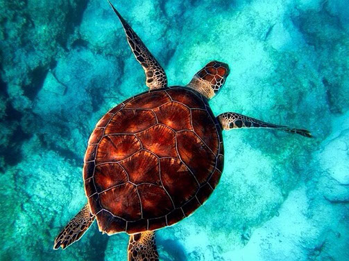 Schildkröte im Meer, türkisfarbener Hintergrund