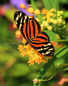 Schmetterling auf einer Blüte
